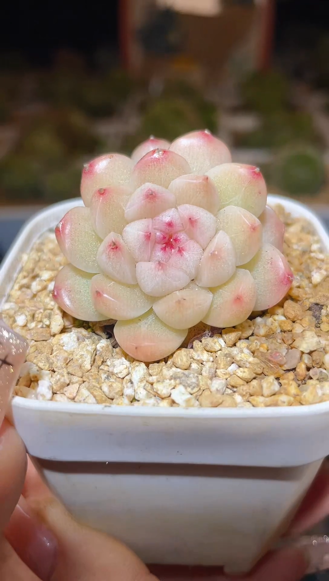 【闪购商品】236芬妮