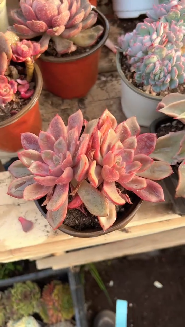 美****ᵒ阿迷洲多肉花卉08282