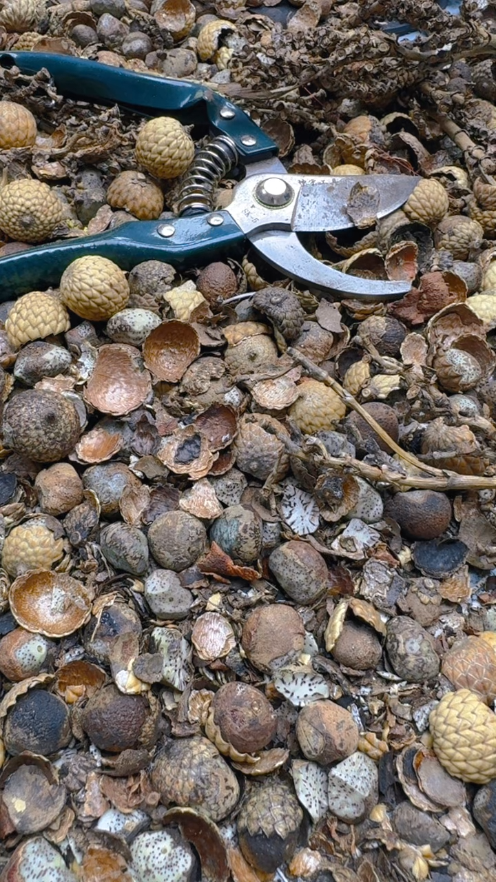 【闪购商品】星月菩提吊坠青稞手作15号