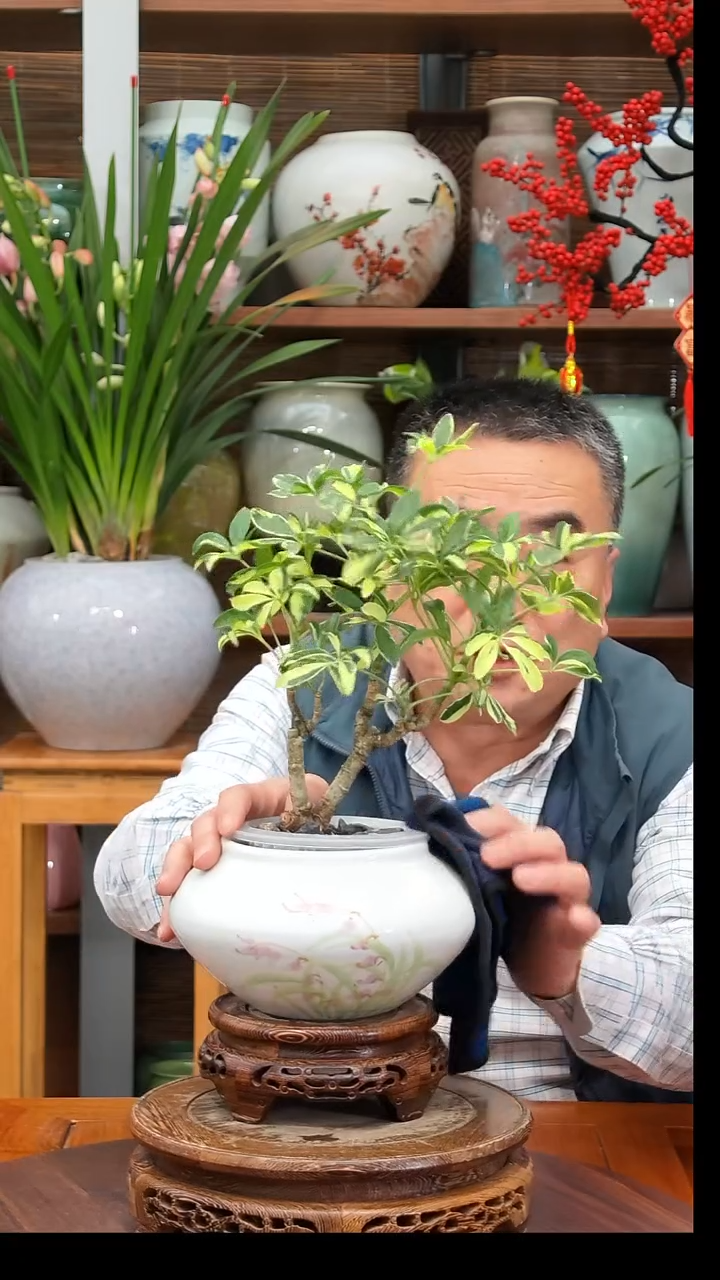 无花朵悠****…水之韵水培鸭掌木