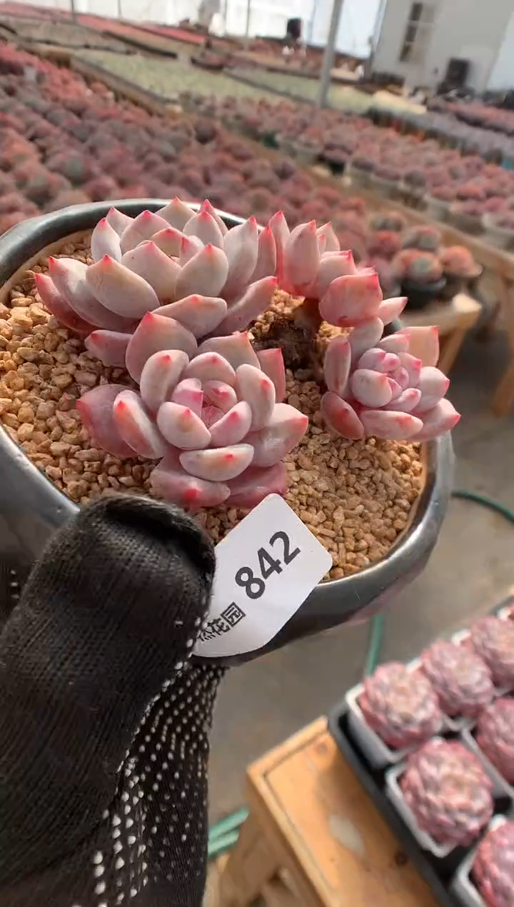 842星影多肉植物一物一拍