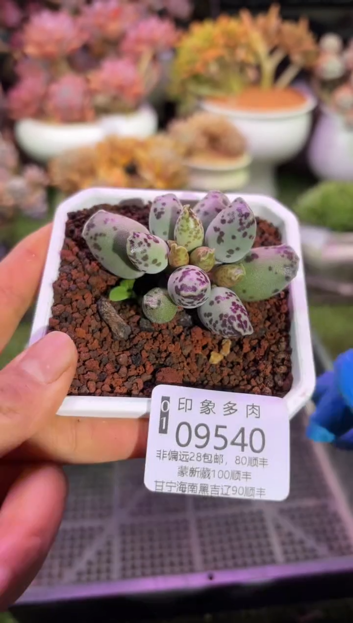 【闪购商品】09540