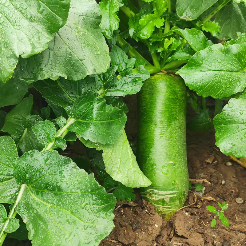 01天津沙窝萝卜天星2号水果萝卜脆甜好吃送礼精品甜脆当季现拔沙窝萝卜