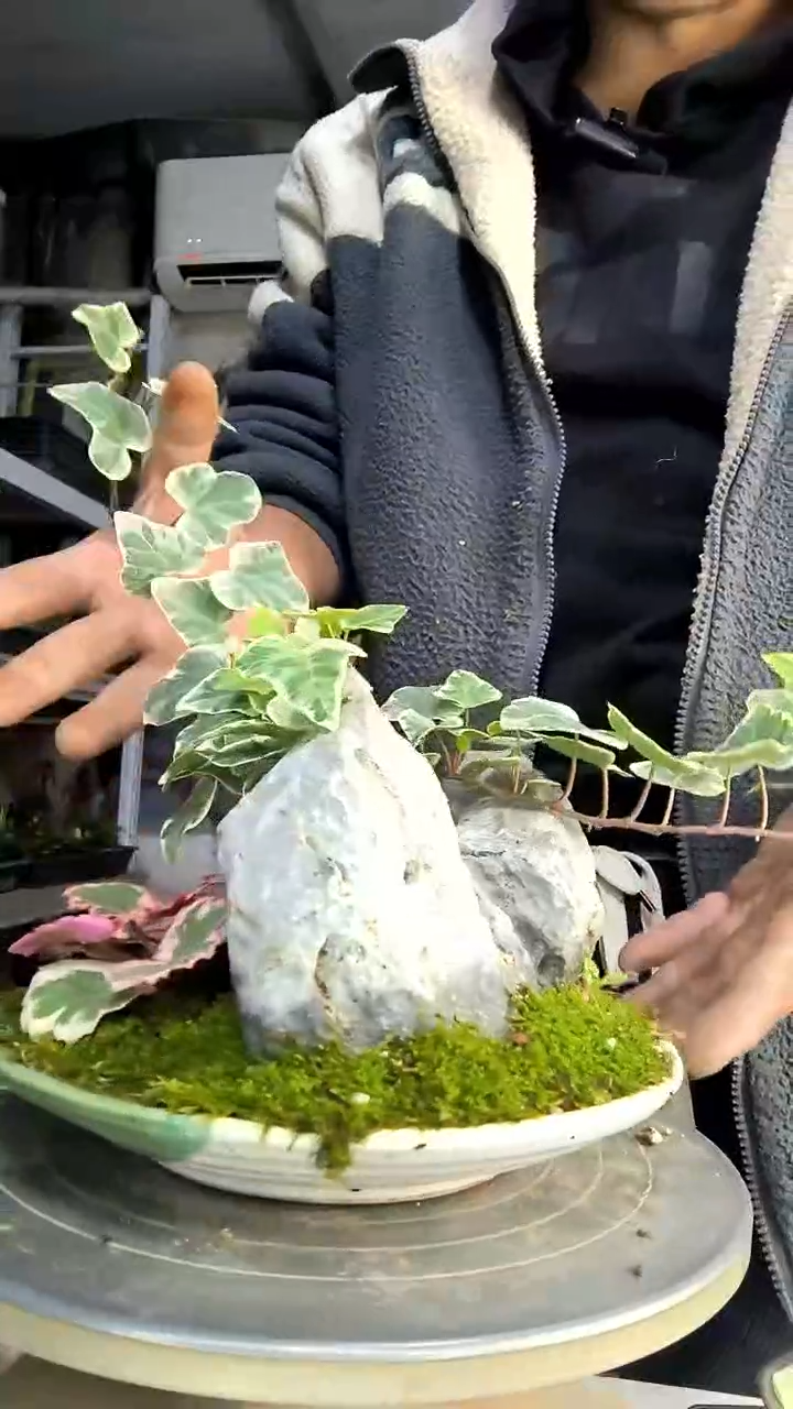 巴****?中青园艺一物一拍290