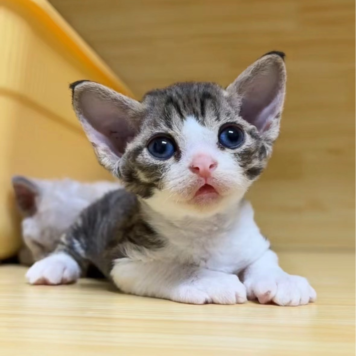 德文猫（新  拍前咨询客服）