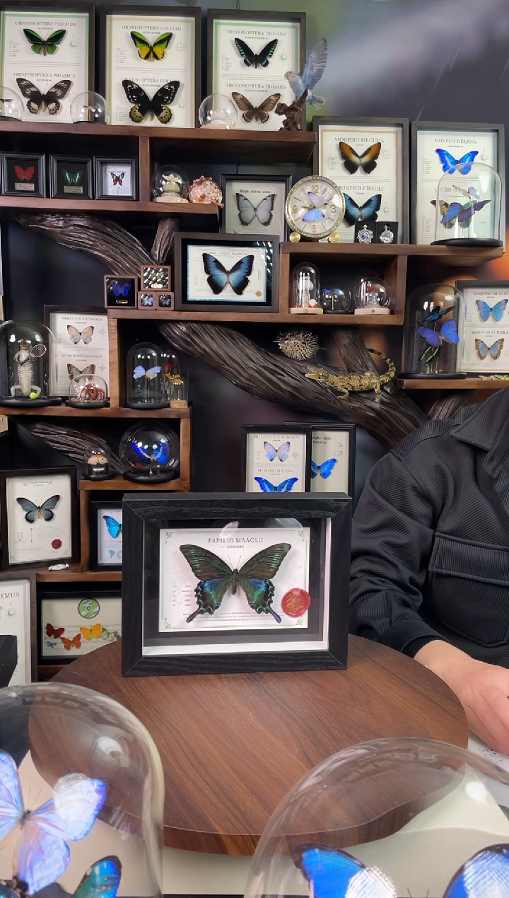 绿带翠凤蝶夏型【8寸黑框】-国风版