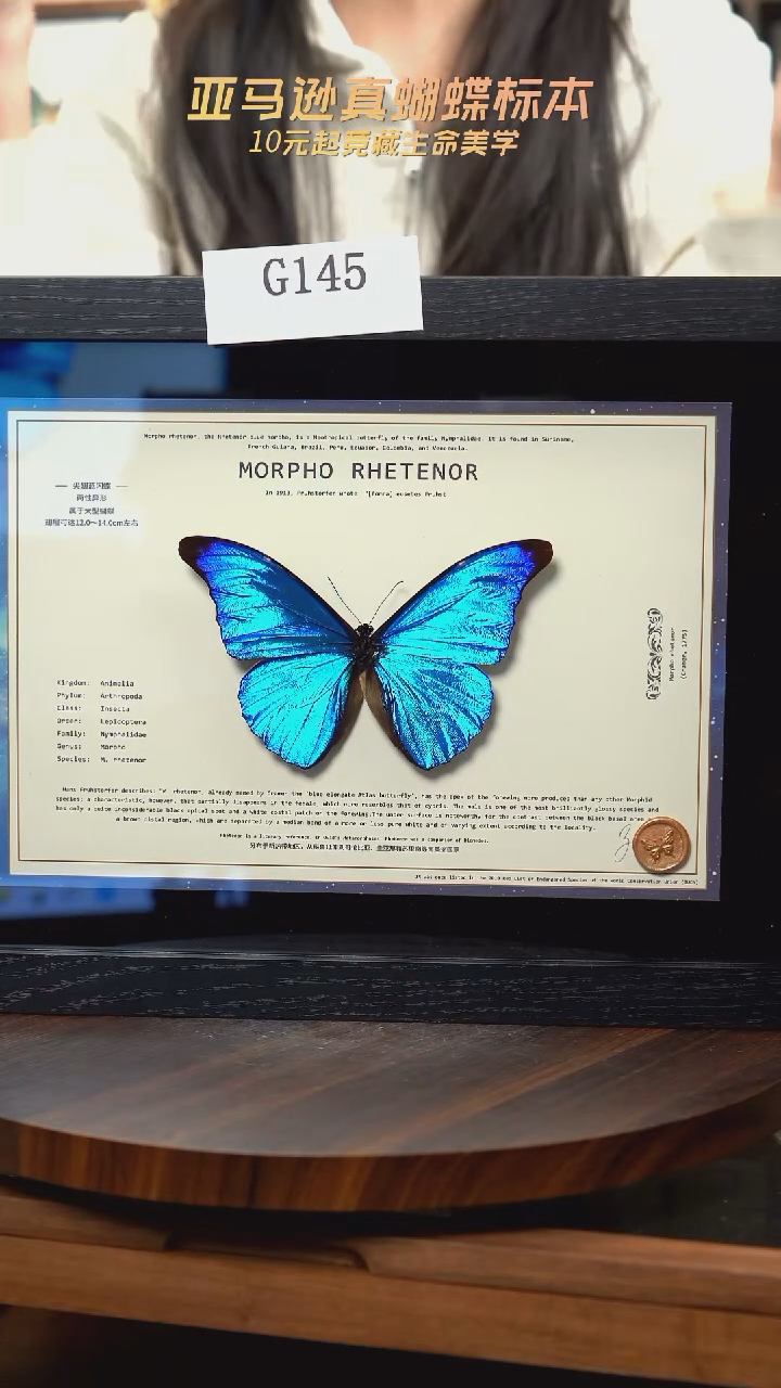 蝴蝶标本摆件竞拍g145