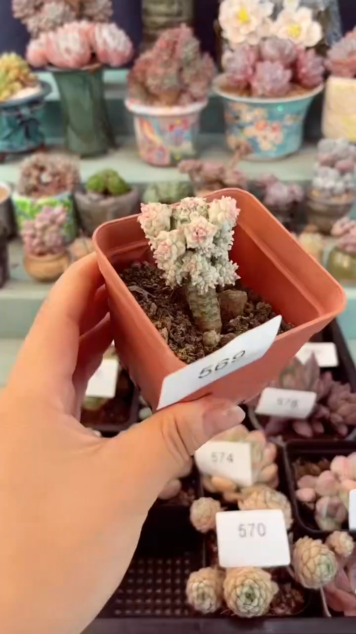 569白桦麒麟多肉