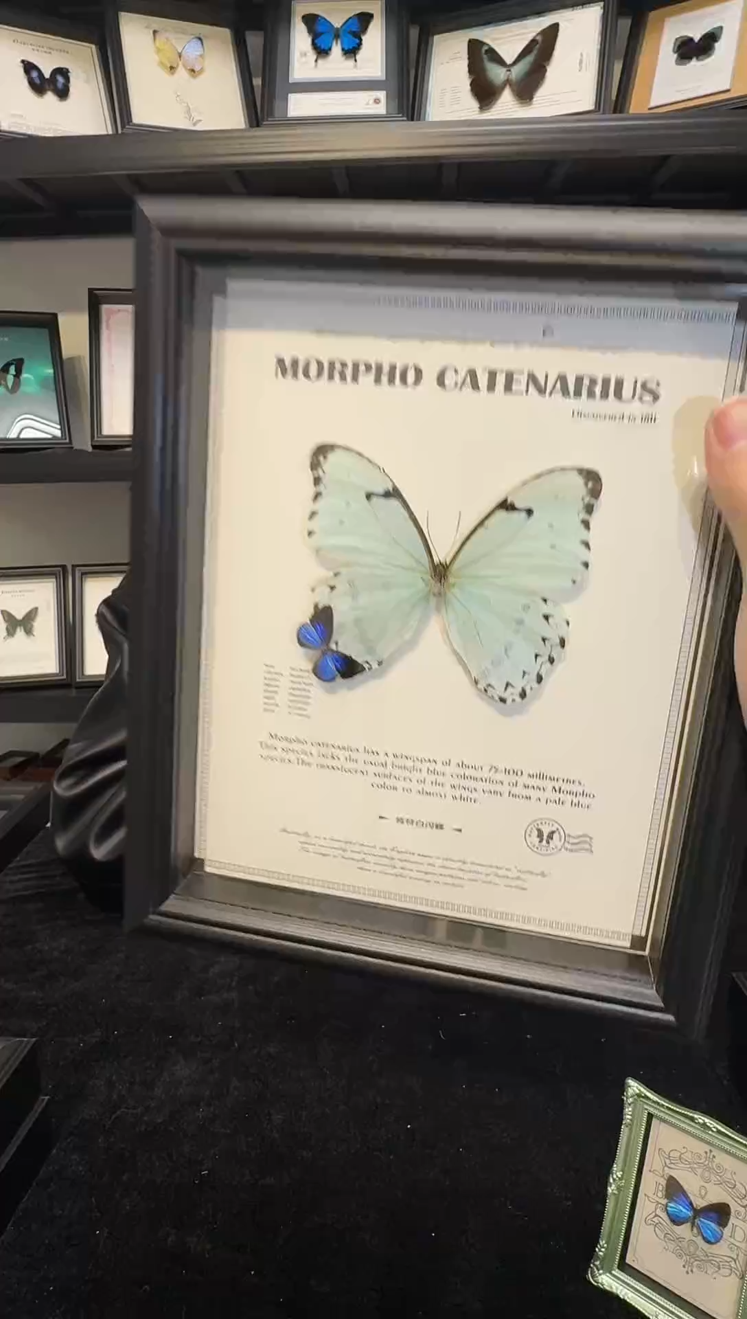 玻璃瑕疵福利.一物一拍，真实蝴蝶标本