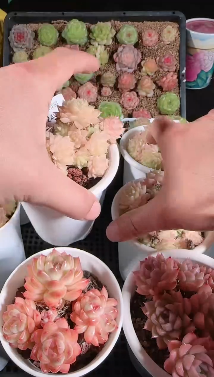 1202-249多肉群生不包整