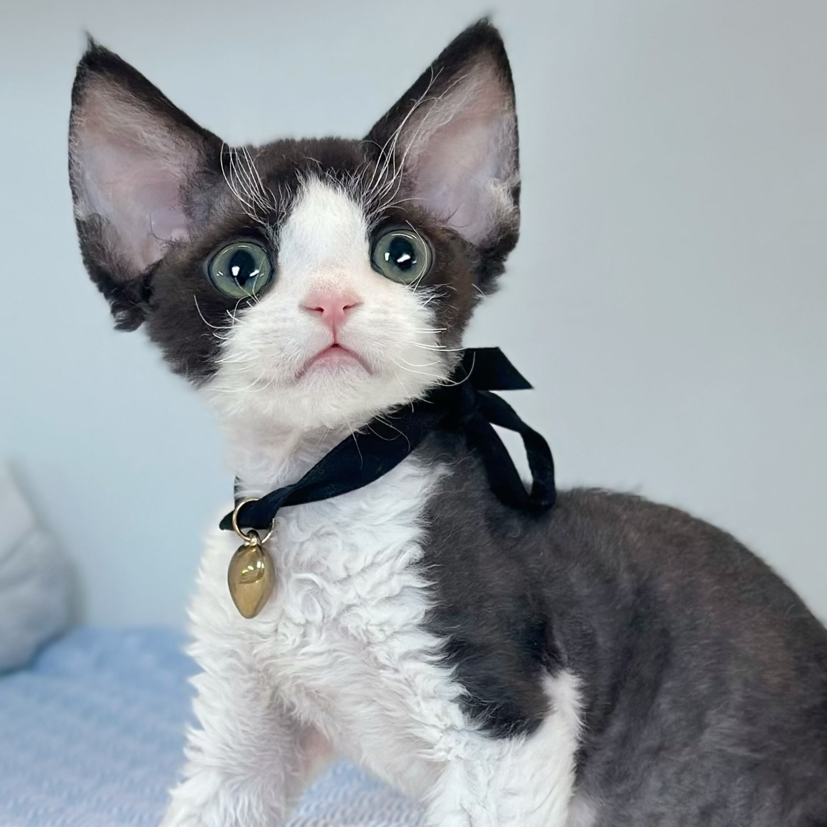 【小熊家德文猫舍】德文卷毛猫 活体猫猫