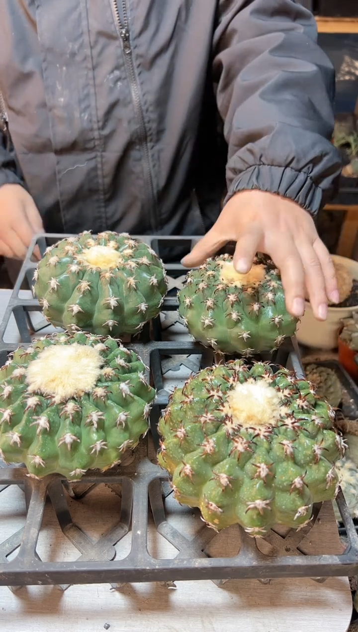 【闪购商品】大猫爪圆盘玉12公分