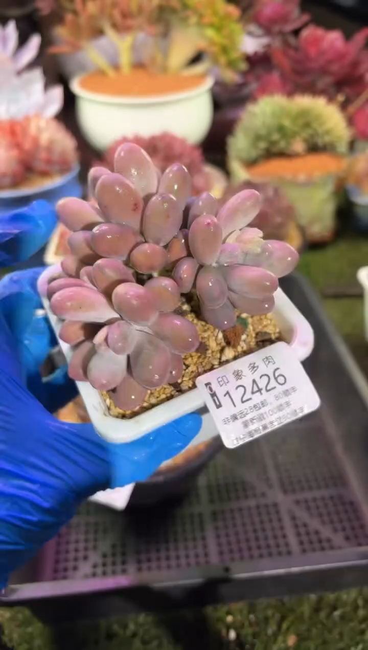 【闪购商品】12426