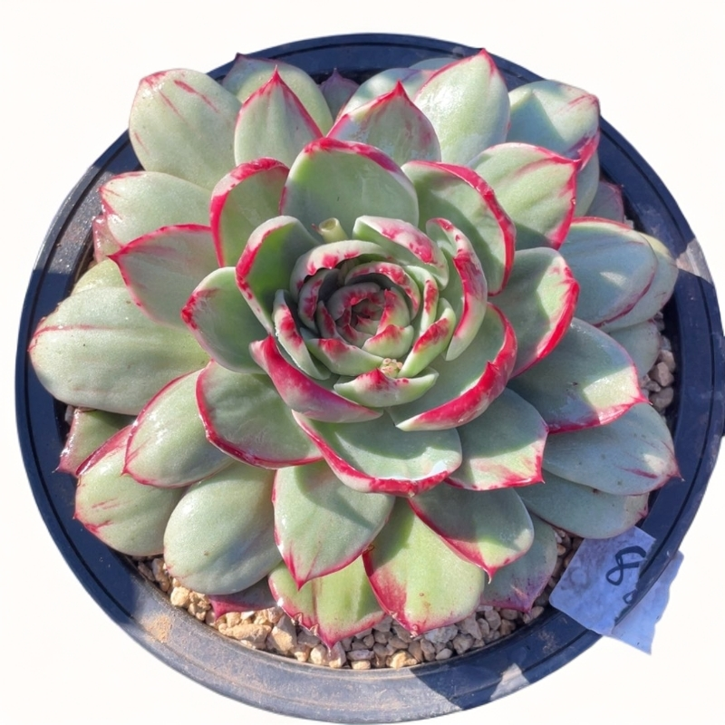 惊鸿仙子一物一拍