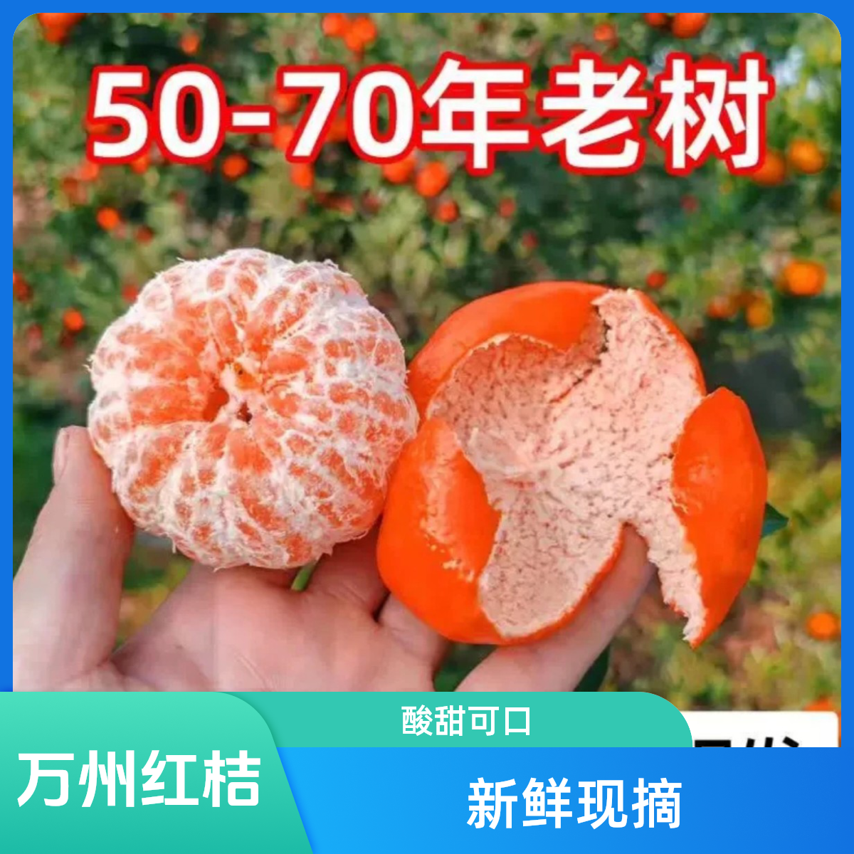 正宗万州古红桔川红橘当季新鲜水果川陈皮原料果现摘现发酸甜适中