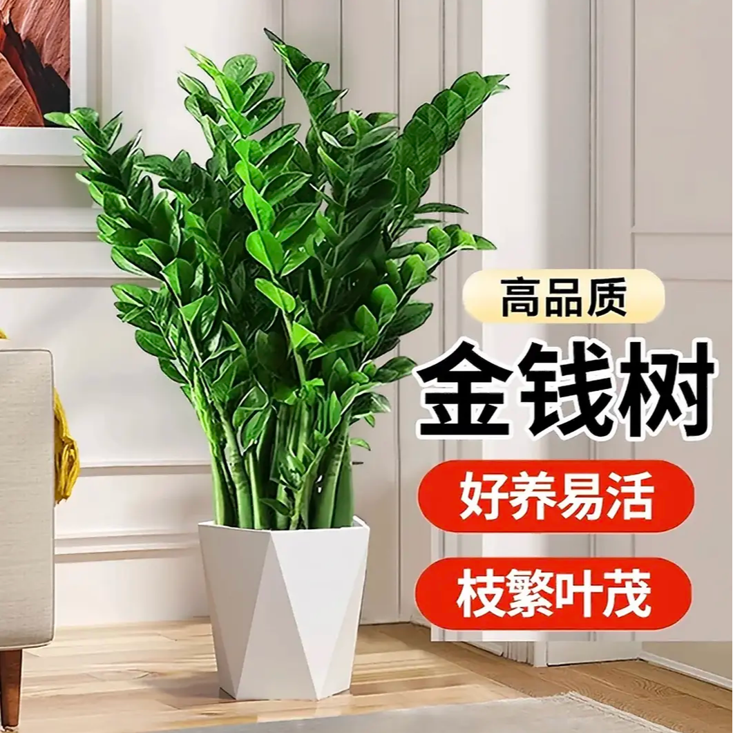 专属-含白盆70-80CM金钱树绿植盆栽好养活办公室绿植送礼净化空气