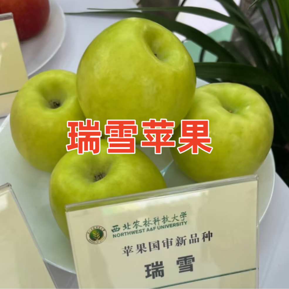 四川汉源新品种瑞雪苹果苗 一年苗 【汉源发货】