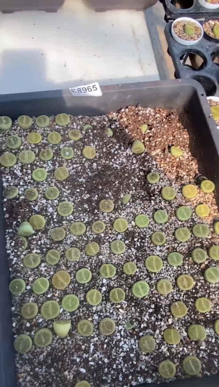 8965直播间一物一拍