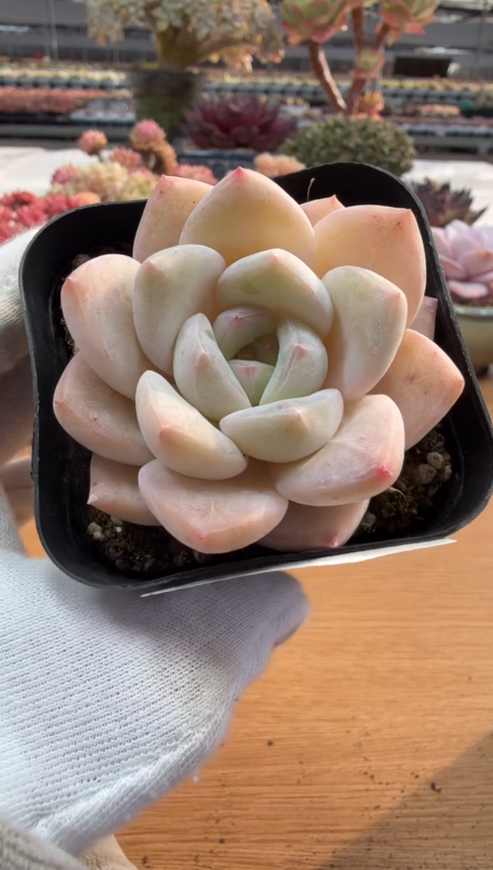 东云多肉园二店-277