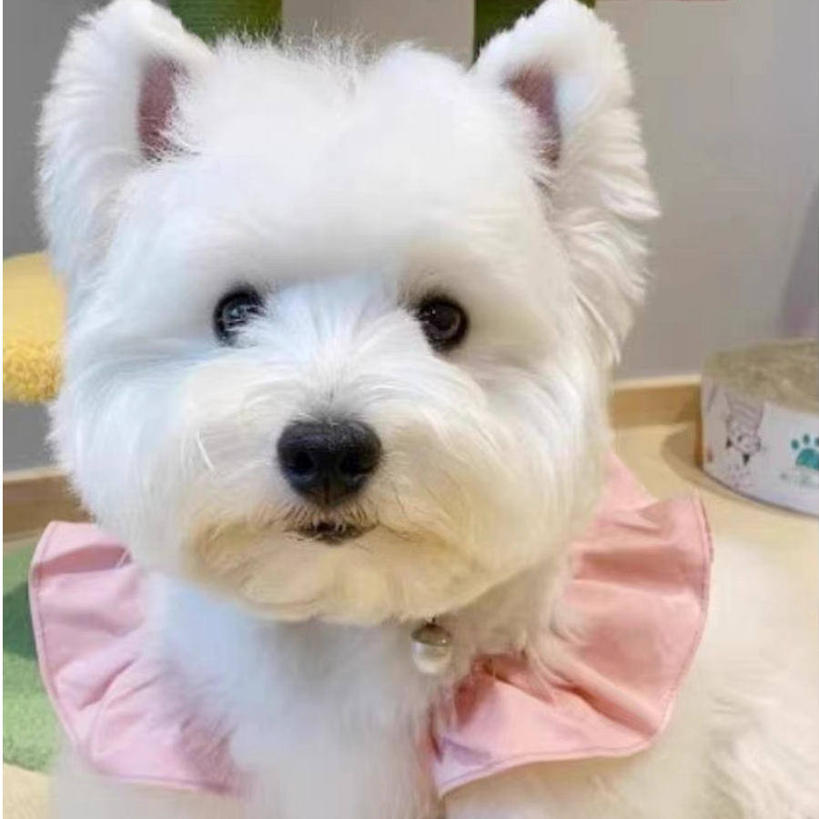 肉肉宠物媛媛家活体宠物专用链接