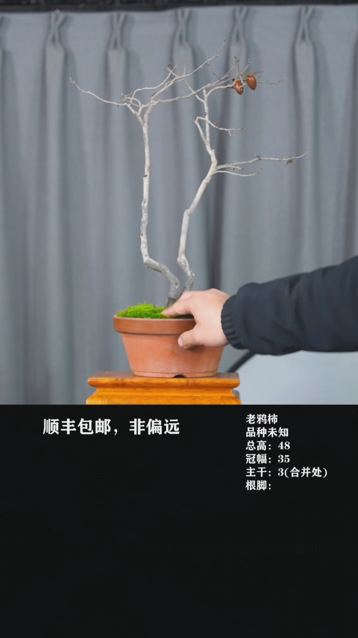 【闪购商品】-老鸦柿-T76