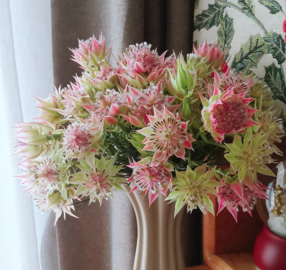 【静静甄选】新娘花 云南基地现采现发 任意2单鲜花包邮