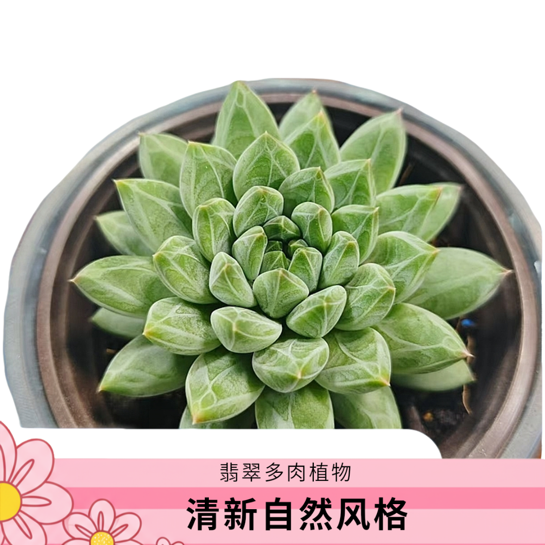 云南高山多肉 陨石2颗脱土发货多肉绿植满15包邮