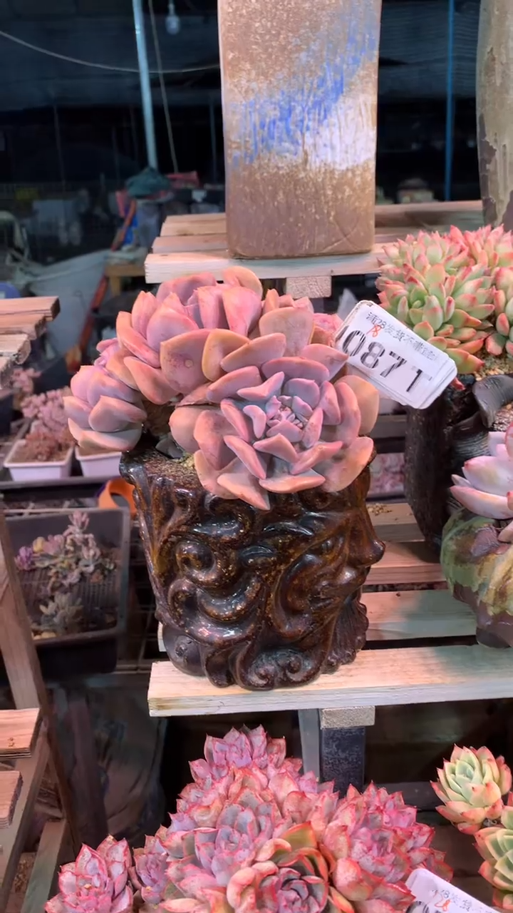 087TTT（满28发货）