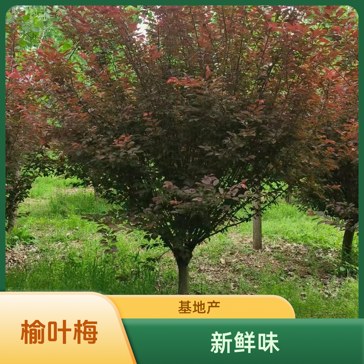 梅花基地批发榆叶梅美人梅