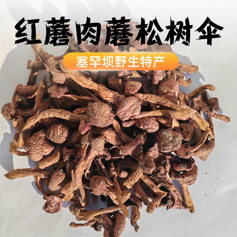 承德农家野生肉蘑菇食用菌红蘑肉蘑松树伞干货阴天晒干颜色不特别