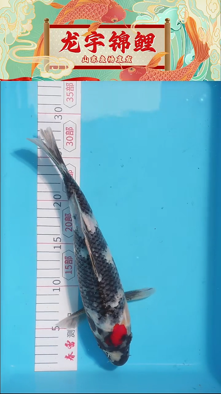 锦鲤丹顶昭和27公分