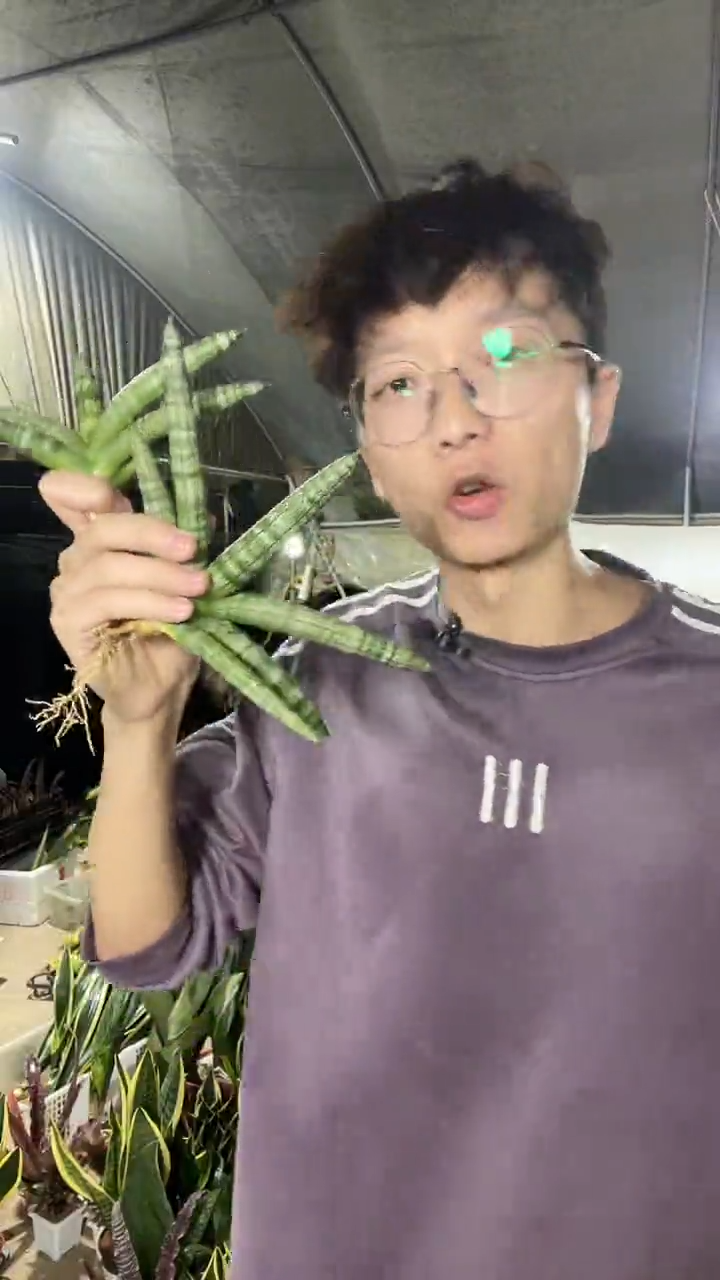 迷你佛手兰裸根3棵9.9