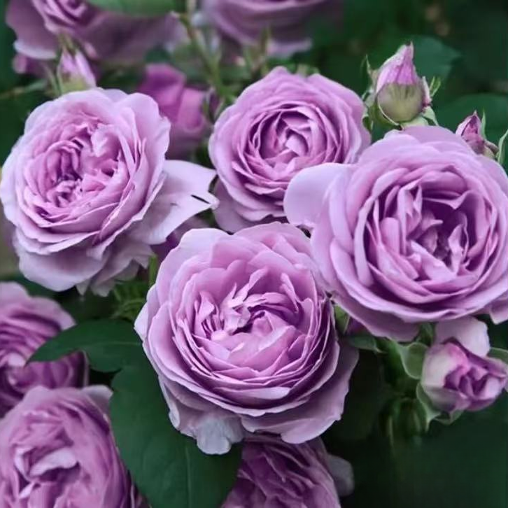 【蓝色风暴欧月灌木月季花 丰花浓香大花玫瑰花园阳台盆栽四季开花