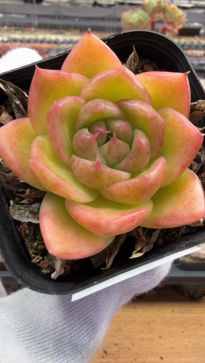 东云多肉园二店-153