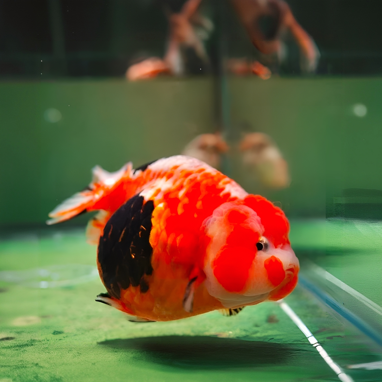 精品玛丽熊猫金虎泰狮麒麟兰寿售后录制完整开箱视频无视频不售后