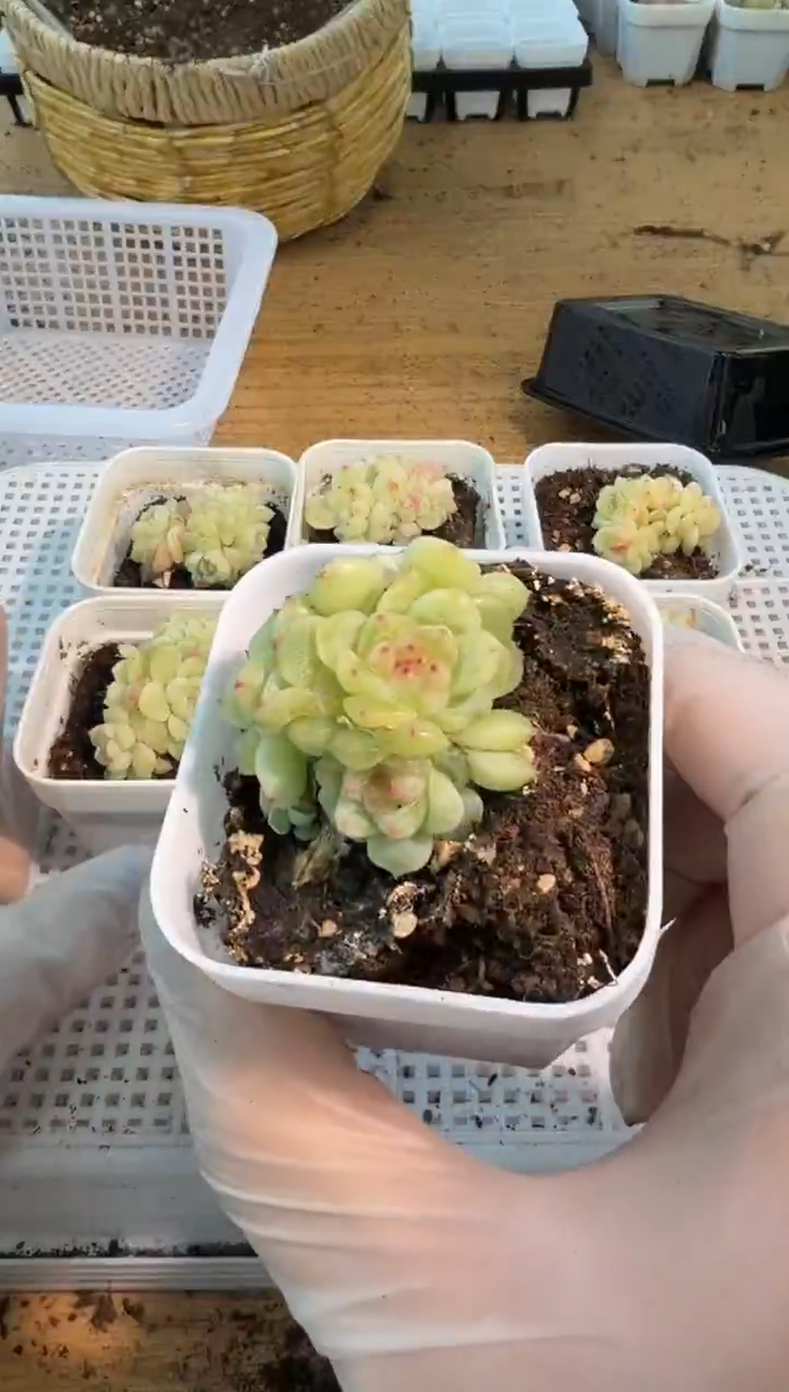 纸鸢/4头 五方一盆 量拍混发