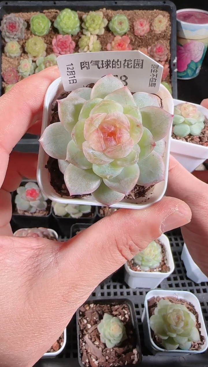  1201-168若梦多肉群生不包整