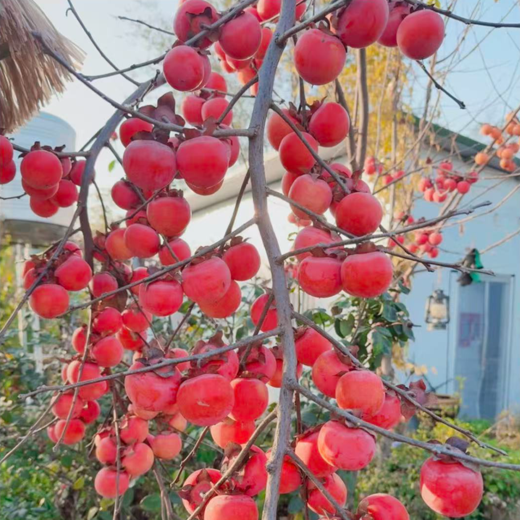 火罐柿子果树苗，裸根不包活