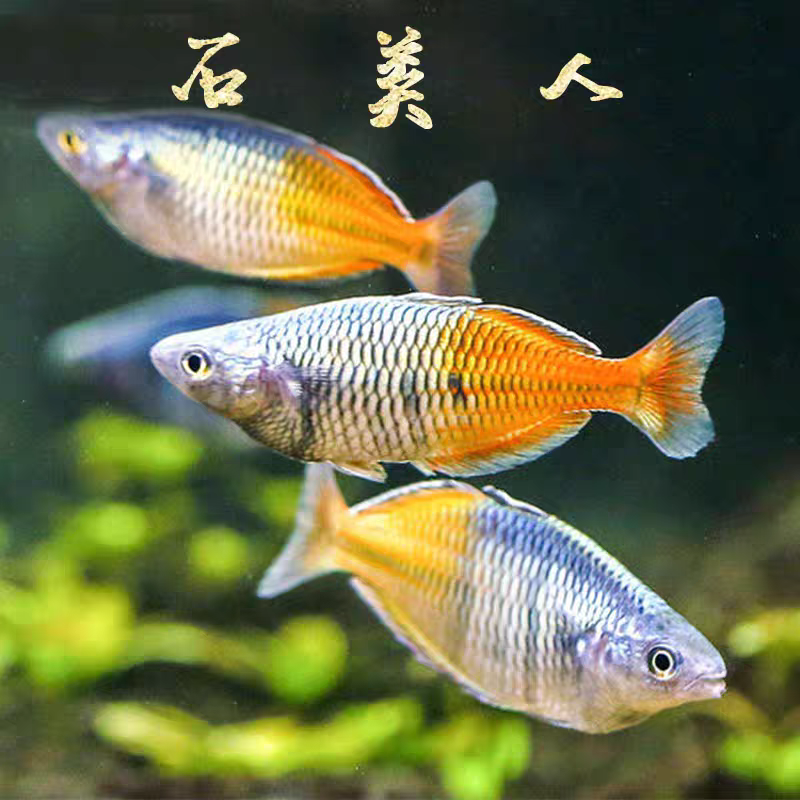 石美人鱼包公包发色4-5㎝3条装