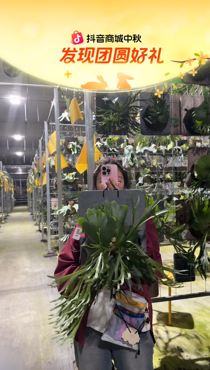 不开花植物L759-细叶亚皇