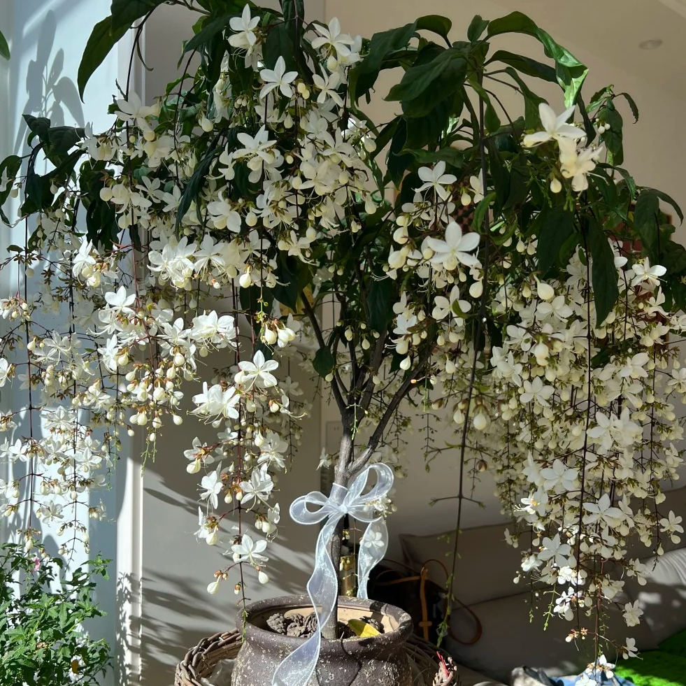 【垂丝茉莉大盆】垂丝茉莉盆栽花卉耐寒耐热适合阳台庭院种植