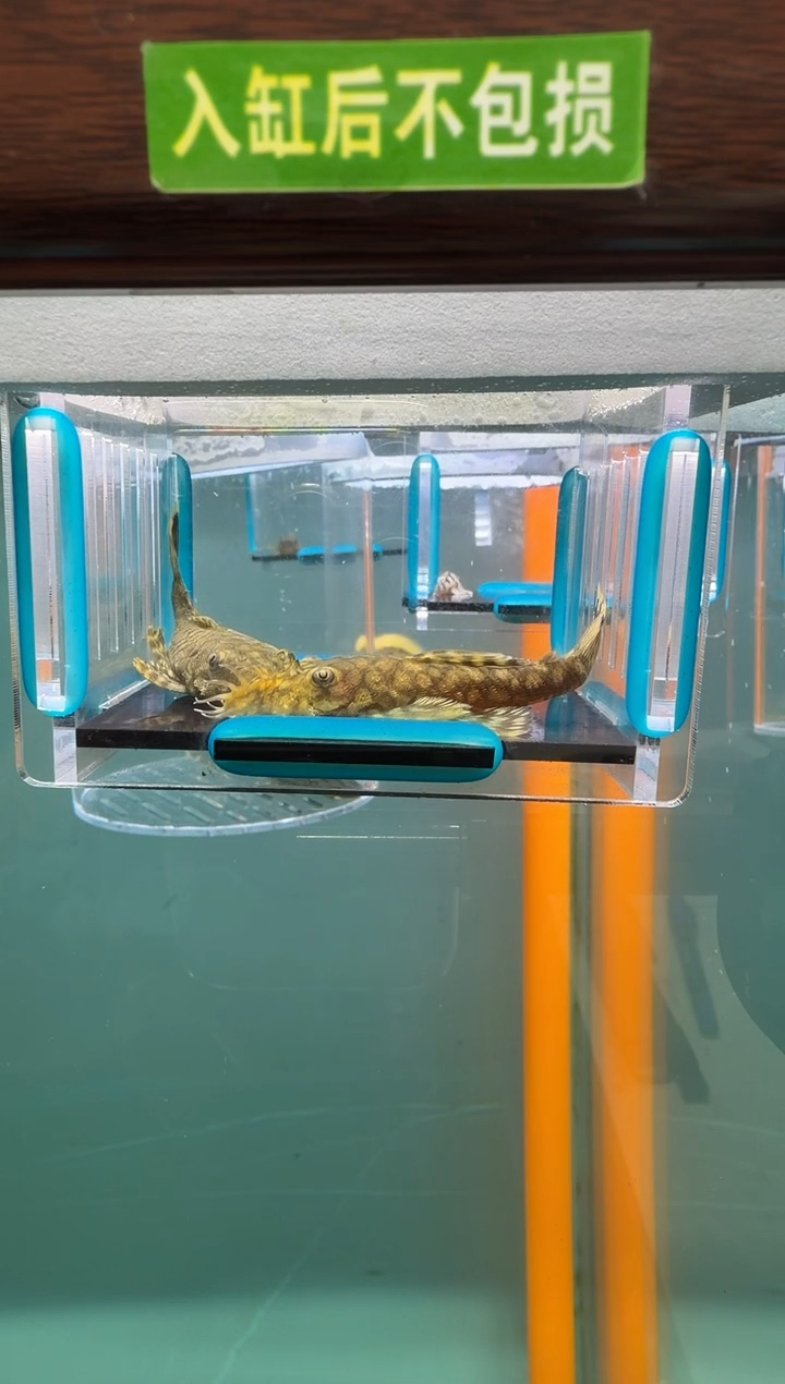 清道夫鱼019号519入缸不包损录制完整开箱视频7.3-7.5厘米