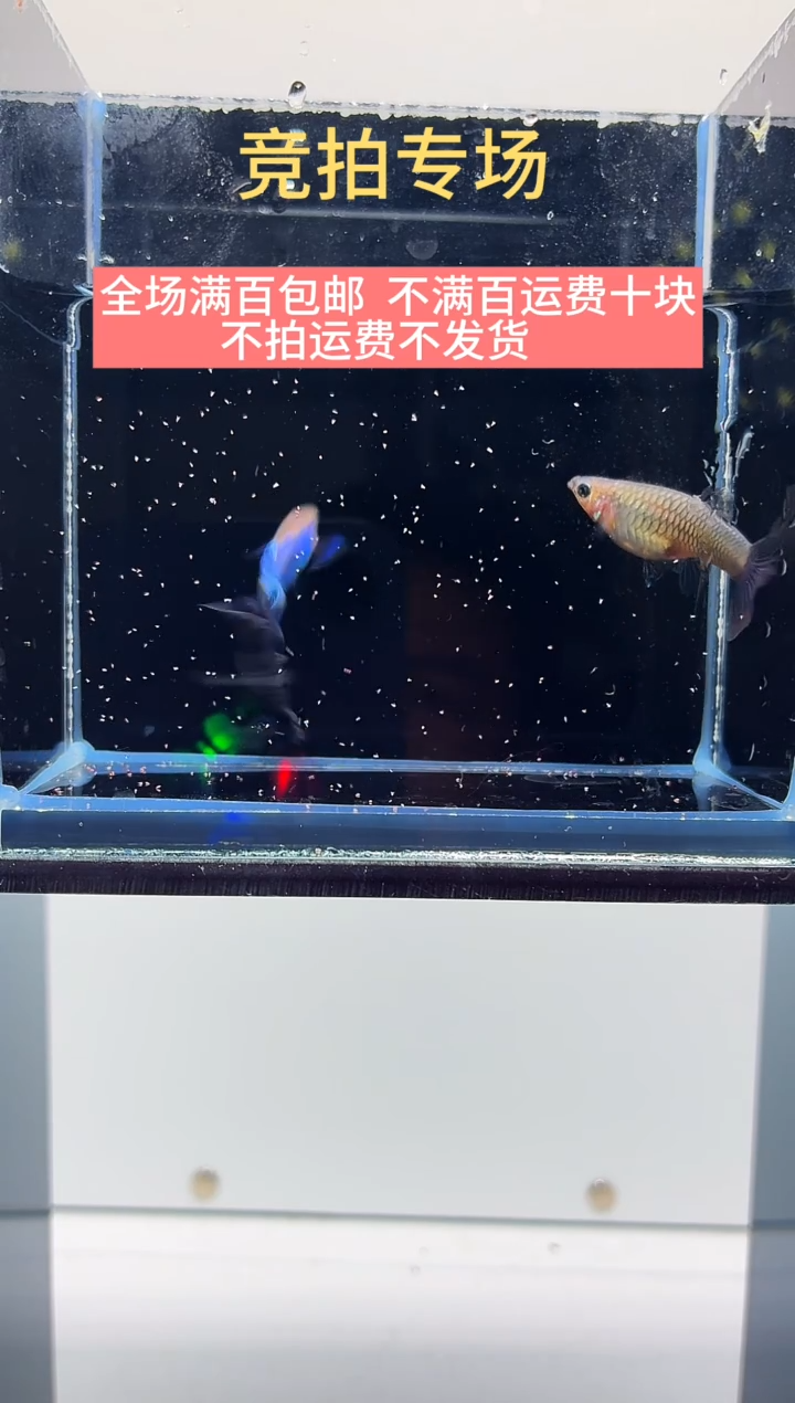 孔雀鱼赛线新加蓝一对-32