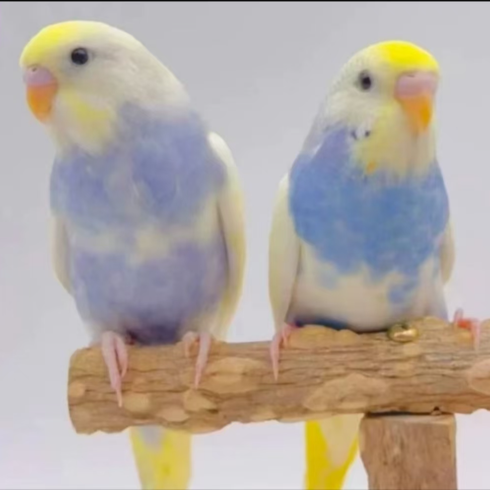 精品金彩双金双显，珍珠彩会说话亲人可手养宠物鸟。