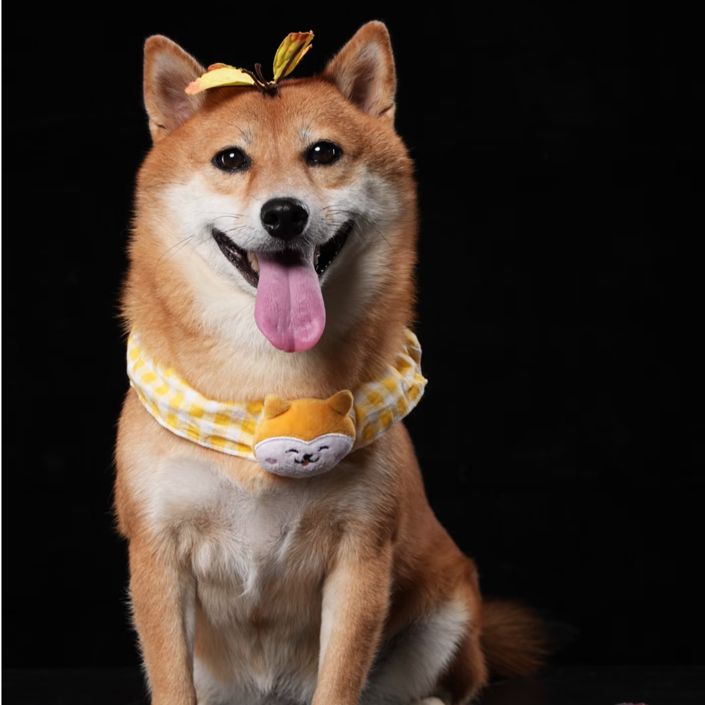 （土豆柴舍）T狗狗活体