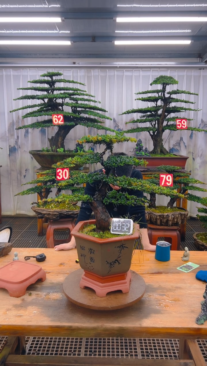 无花朵精品盆景直播间一物一拍