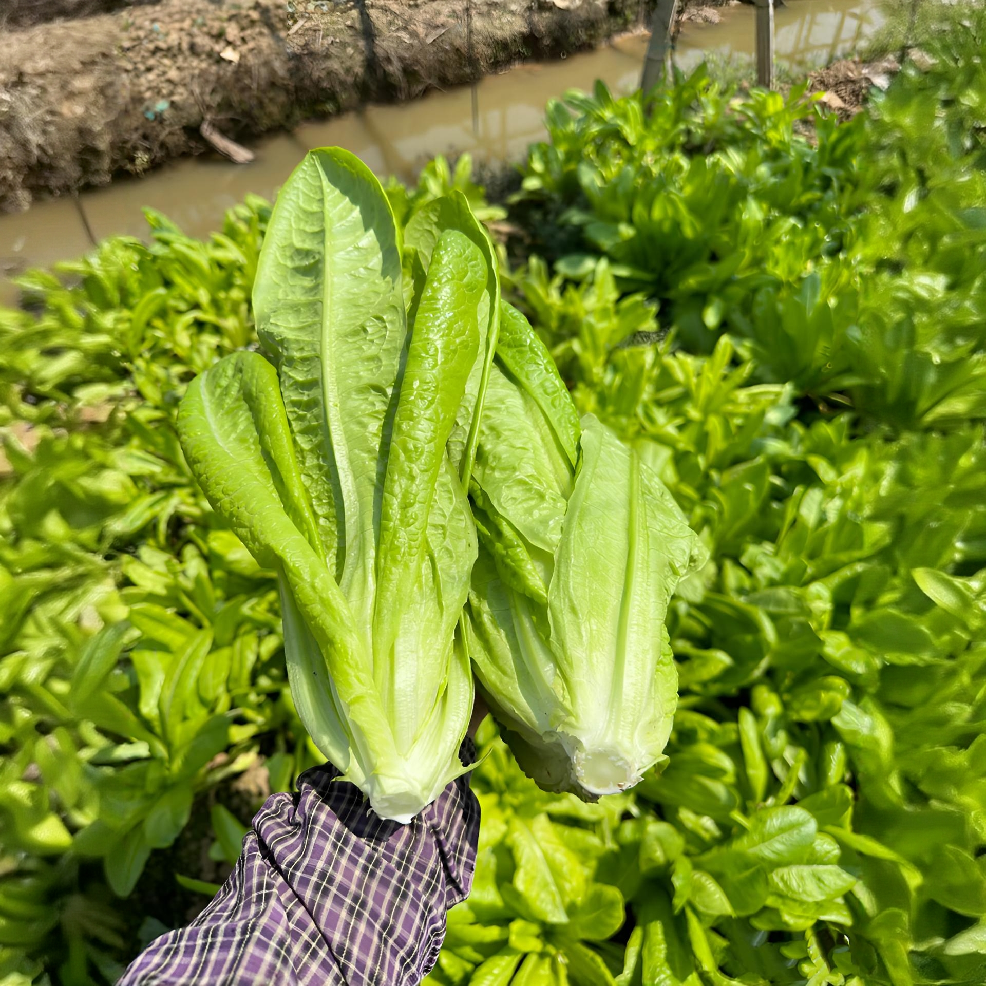 油麦菜种子 四季香嫩油麦菜耐热耐寒阳台盆栽庭院高产蔬菜种籽