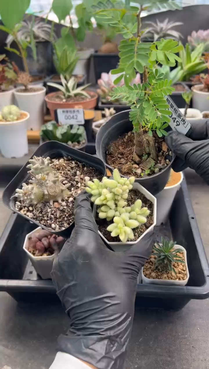 ❤**❤0909-49-沙漠苏木+雷童锦带盆土+钟馗奇峰锦带盆土