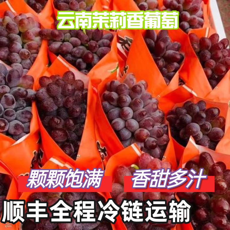 【顺丰冷链包邮】云南高山茉莉香葡萄新鲜上市优质严选现采现摘串