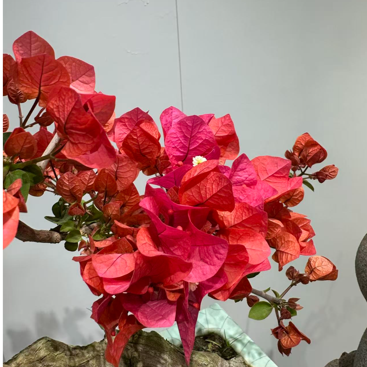 三角梅【一物一拍】【非直播期间勿拍】